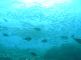 img0008.jpg