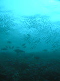 img0009.jpg