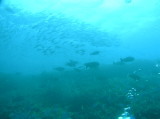 img0010.jpg