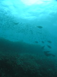 img0011.jpg