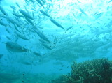 img0013.jpg
