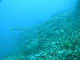 img0015.jpg