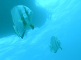 img0028.jpg