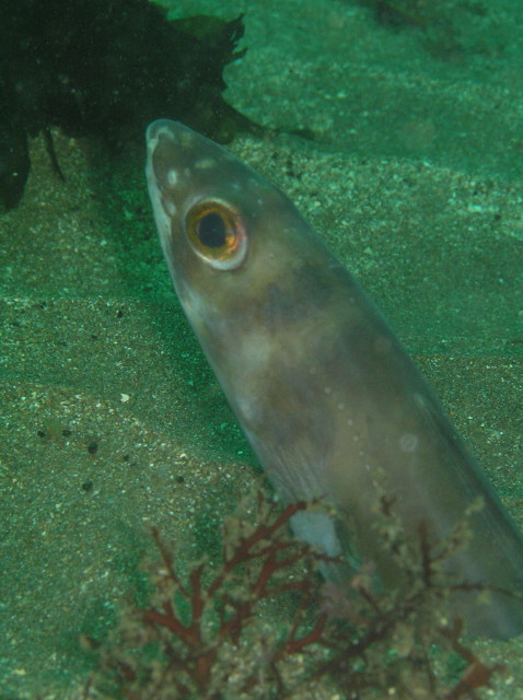 img0000.jpg