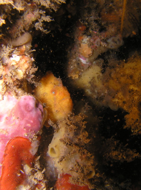 img0016.jpg