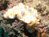 img0011.jpg
