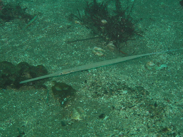 img0006.jpg