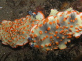 img0000.jpg