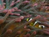 img0005.jpg