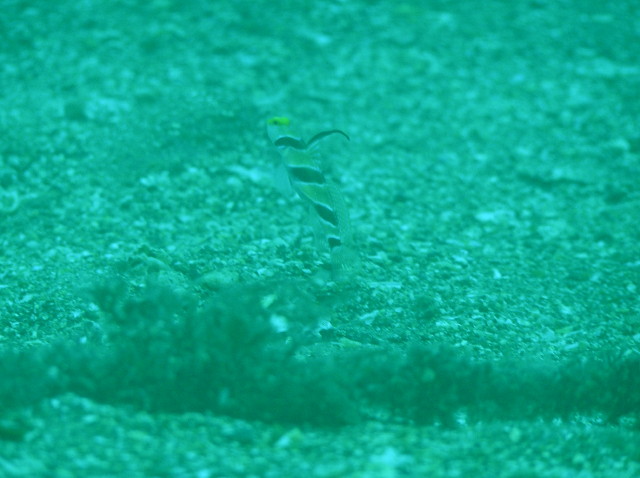 img0000.jpg