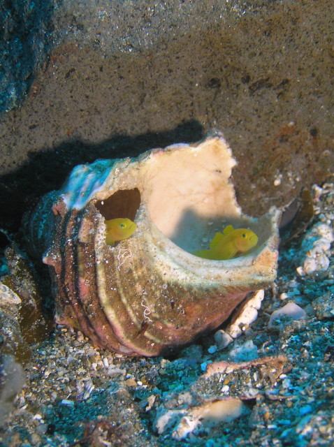 img0001.jpg