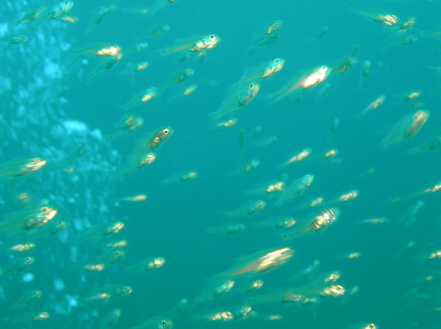 img0003.jpg