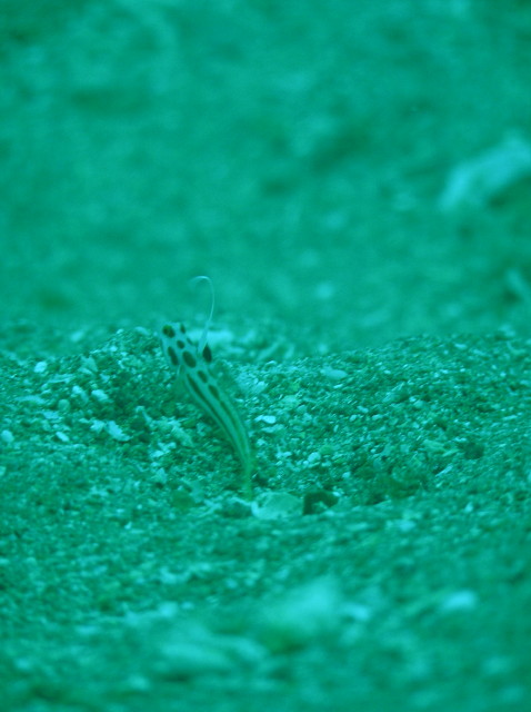 img0004.jpg