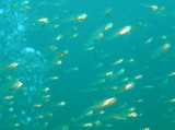 img0003.jpg