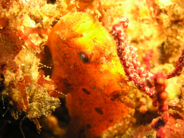 img0004.jpg