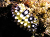 img0003.jpg