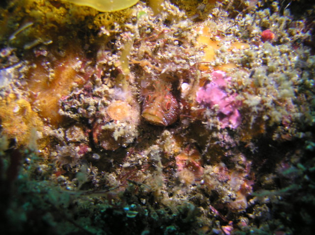 img0000.jpg