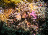 img0000.jpg