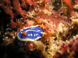 img0003.jpg