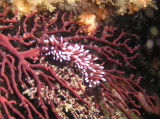 img0006.jpg