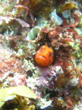 img0001.jpg