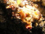 img0004.jpg