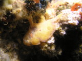 img0006.jpg