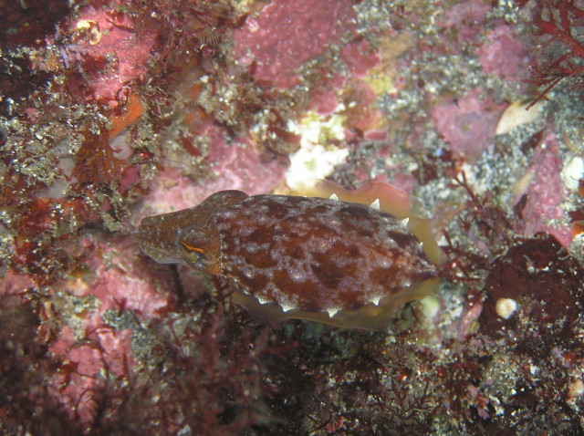 img0007.jpg