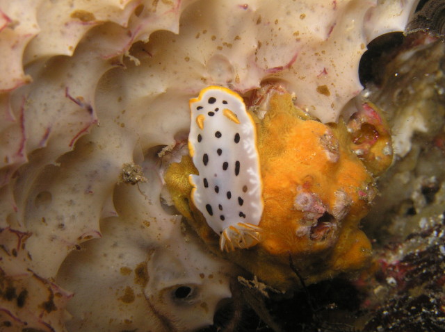 img0008.jpg