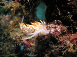 img0000.jpg