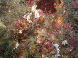 img0001.jpg
