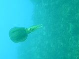img0006.jpg