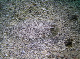 img0009.jpg