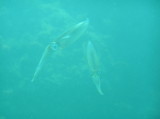 img0006.jpg