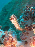 img0009.jpg