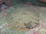 img0011.jpg