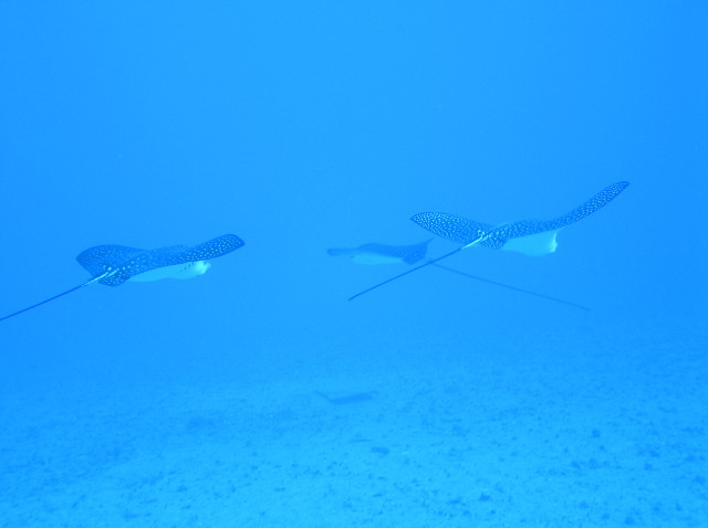 img0005.jpg