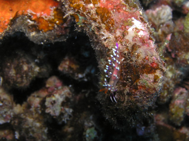 img0009.jpg