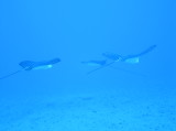 img0005.jpg