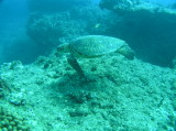 img0010.jpg