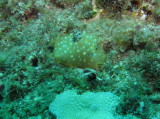 img0011.jpg