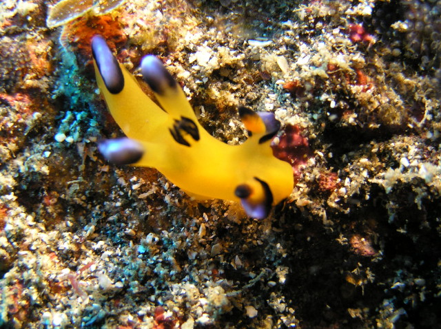 img0000.jpg