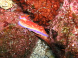 img0003.jpg
