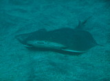 img0006.jpg