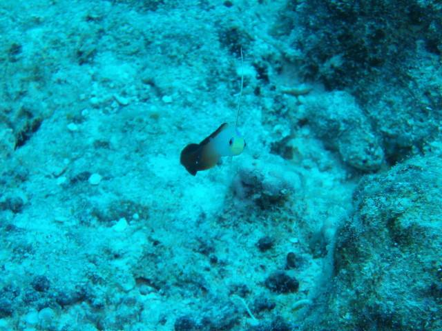 img0035.jpg