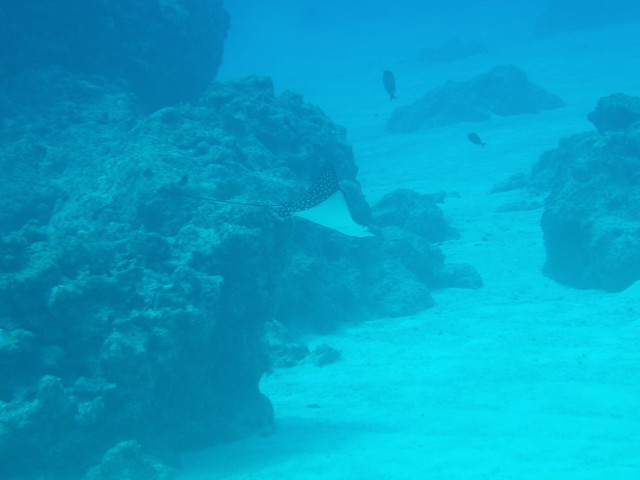 img0036.jpg
