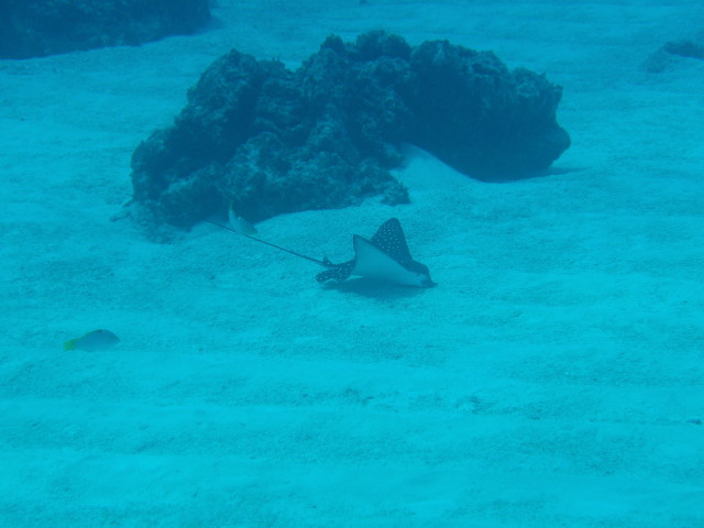 img0037.jpg