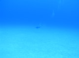img0004.jpg