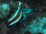 img0005.jpg