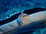 img0011.jpg